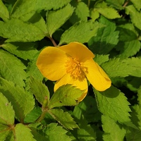 Hylomecon japonica 